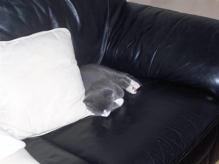 Huskat Pjevs billede 15