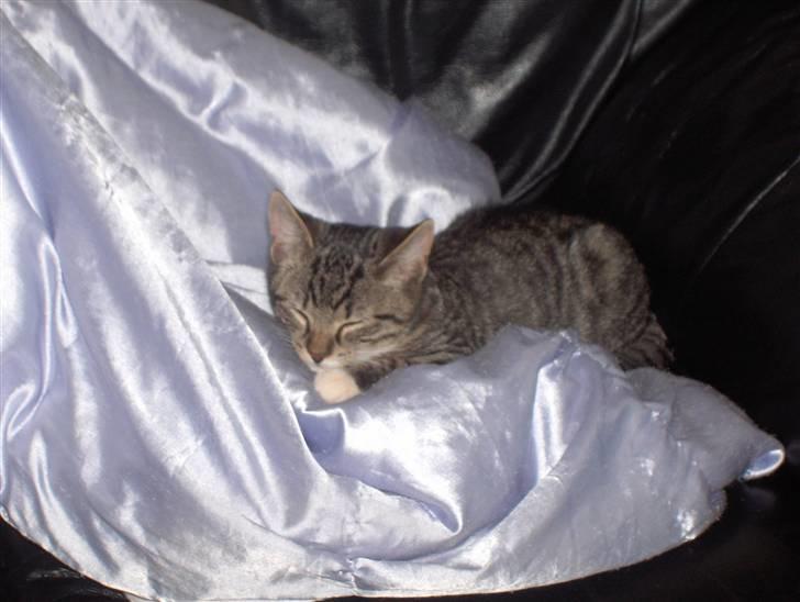 Huskat Tiger billede 11