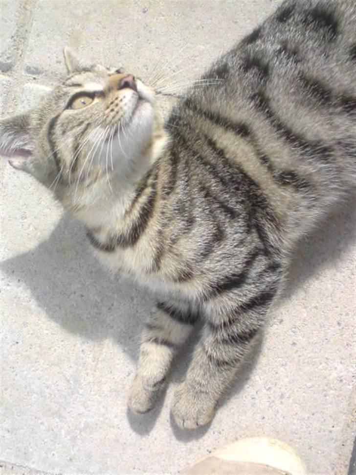 Blanding af racer Emil billede 1