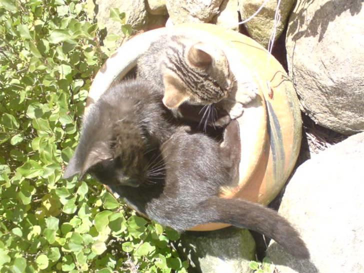 Blanding af racer Emil billede 2