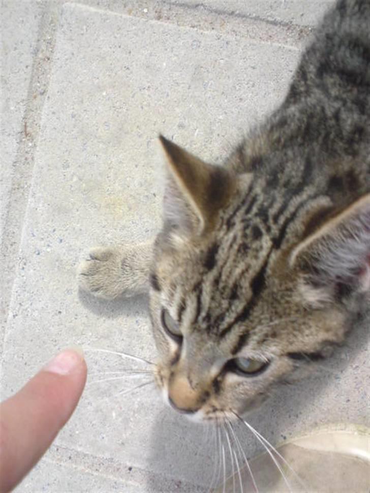 Blanding af racer Emil billede 3