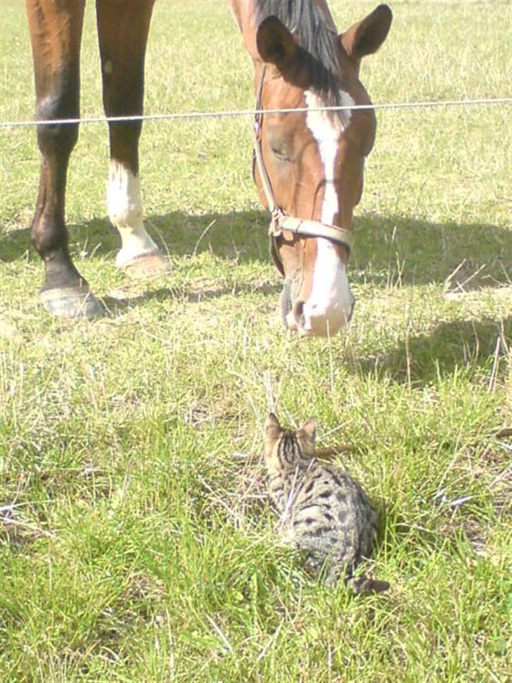 Blanding af racer Emil billede 4