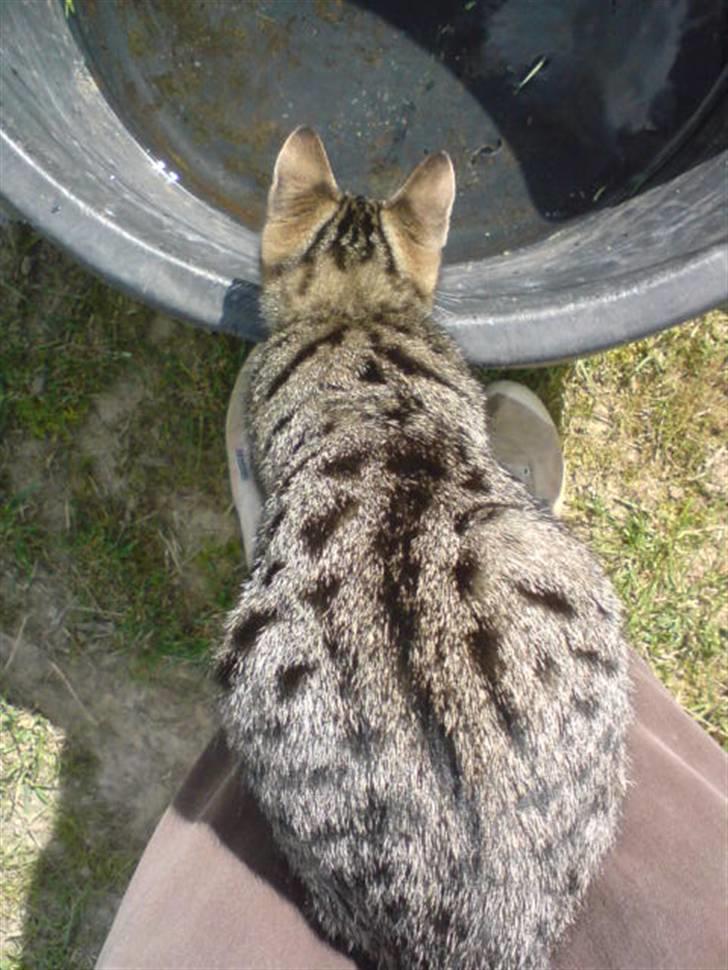 Blanding af racer Emil billede 6