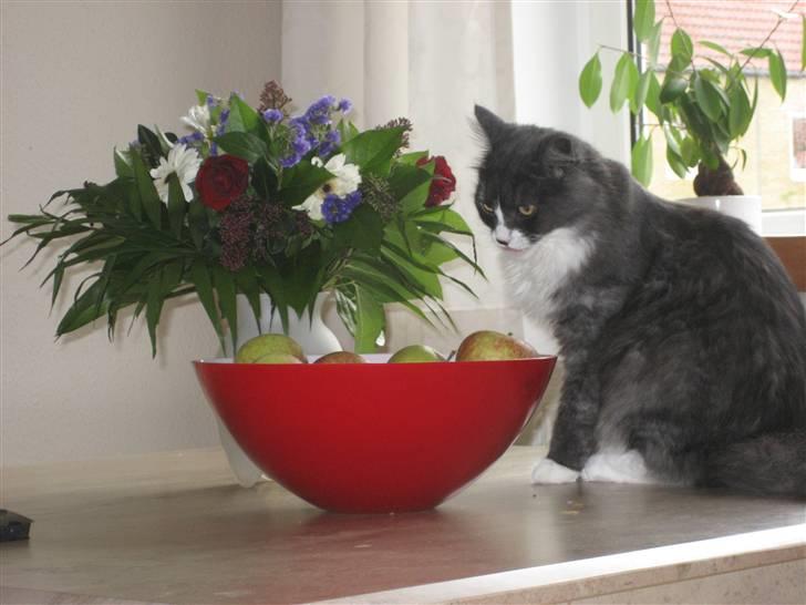 Maine Coon Mizar billede 20