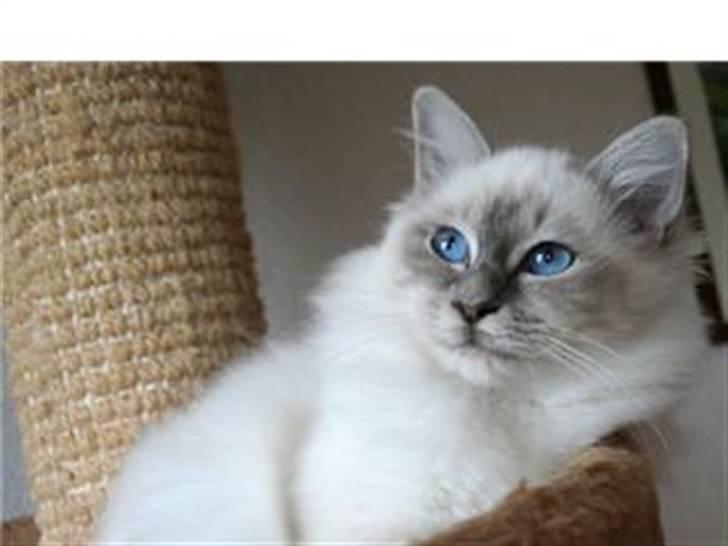 Hellig Birma Andante - Andante i hendes killingehjem billede 1