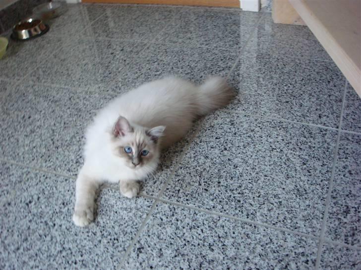 Hellig Birma Andante - Så er jeg faldet til i mit nye hjem billede 2