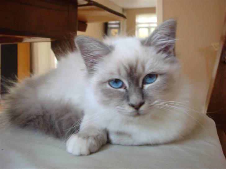 Hellig Birma Andante - Jeg er stadig træt billede 3