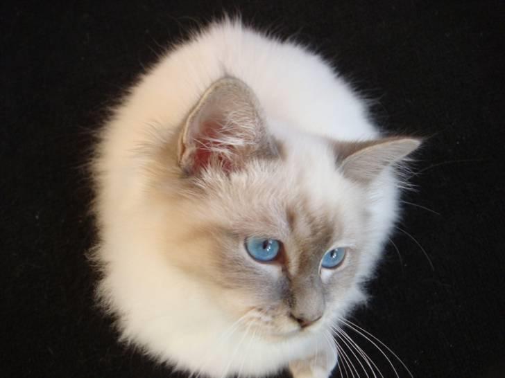 Hellig Birma Andante - Er jeg ikke yndig billede 4