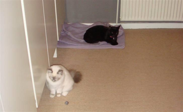 Hellig Birma Andante - vi skal nok blive gode venner billede 5