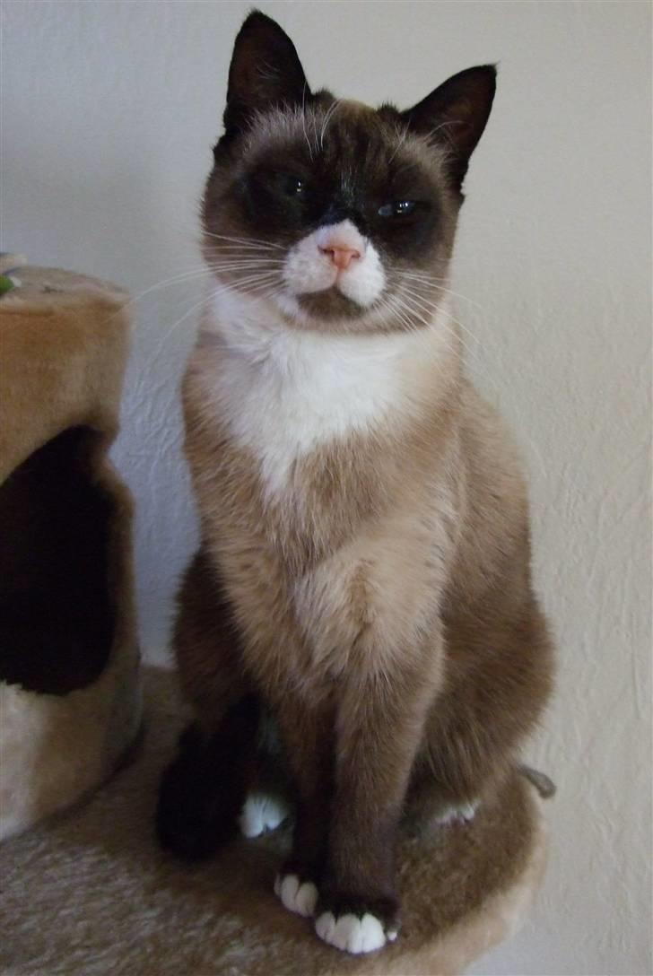 Blanding af racer  Oliver  billede 11