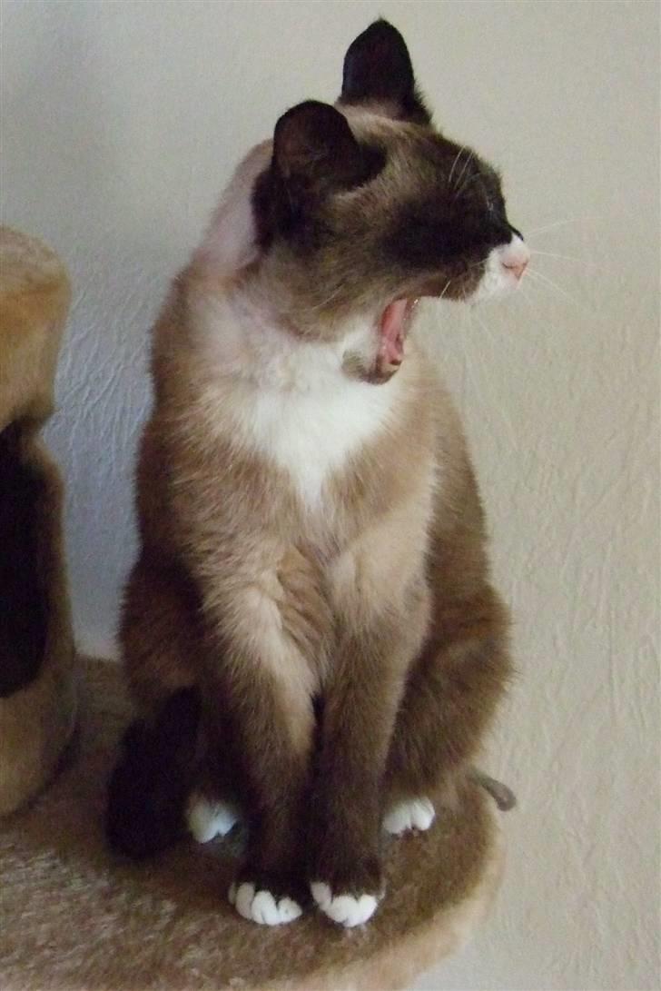 Blanding af racer  Oliver  billede 12