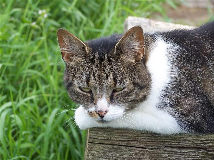 Blanding af racer Tuttie (Doven :P) - Velkommen til tuttie :) billede 1