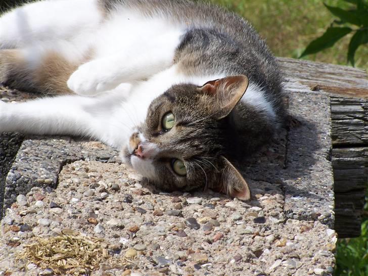 Blanding af racer Tuttie (Doven :P) - Missemus billede 2