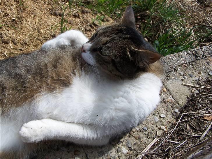 Blanding af racer Tuttie (Doven :P) - Underligt billede..q: billede 3