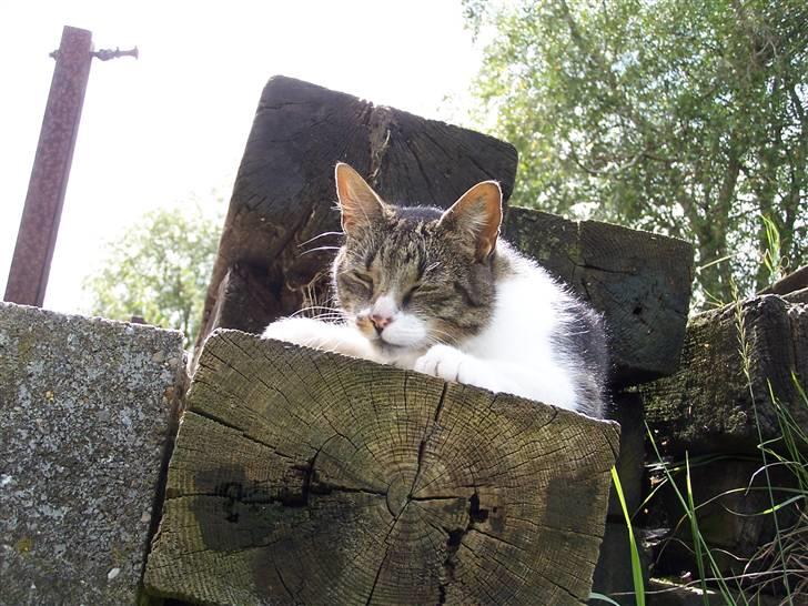 Blanding af racer Tuttie (Doven :P) billede 4