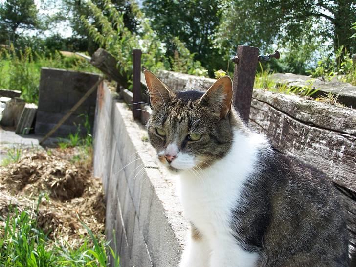 Blanding af racer Tuttie (Doven :P) - dronning xD billede 5