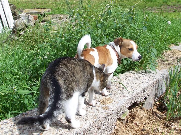 Blanding af racer Tuttie (Doven :P) - Timon og tudse :) billede 6