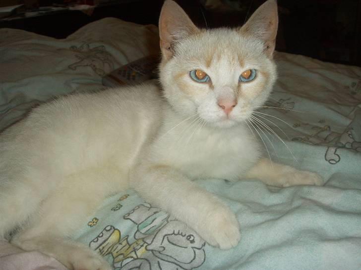 Blanding af racer Mirakolix billede 5