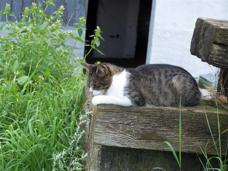 Blanding af racer Tuttie (Doven :P) billede 7