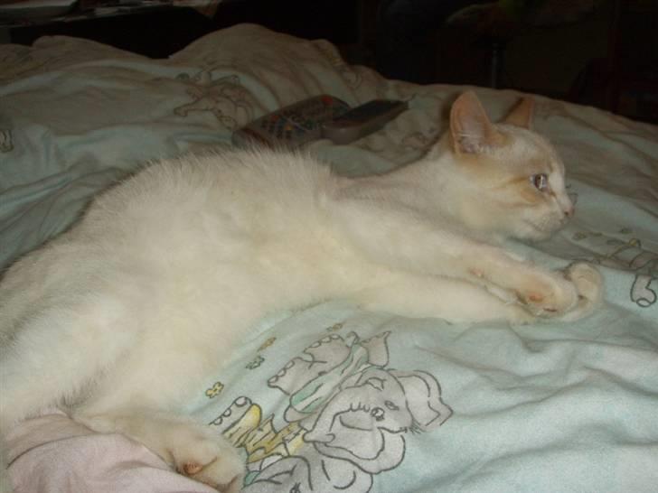 Blanding af racer Mirakolix billede 6