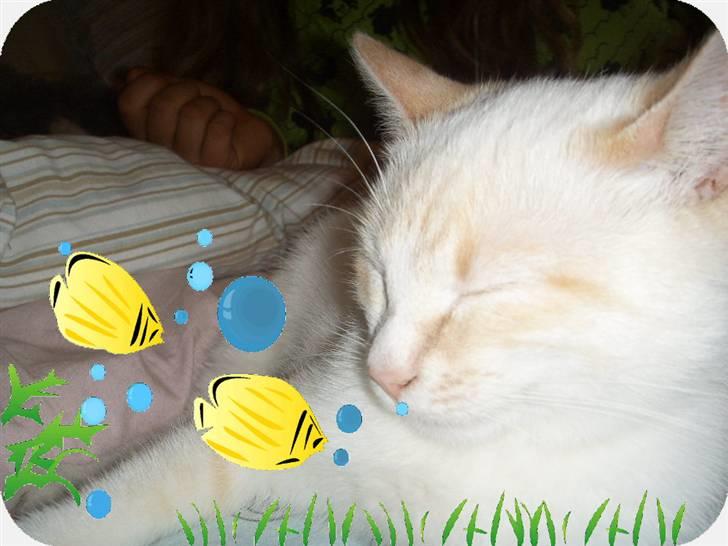 Blanding af racer Mirakolix billede 7