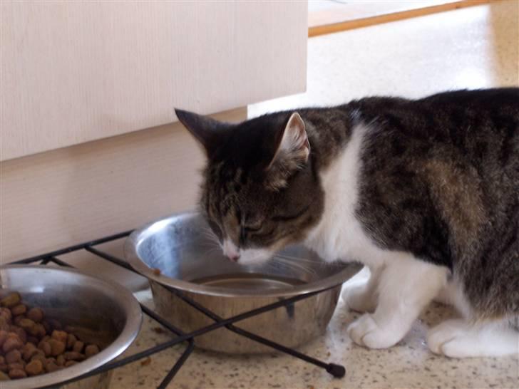 Blanding af racer Tuttie (Doven :P) billede 8