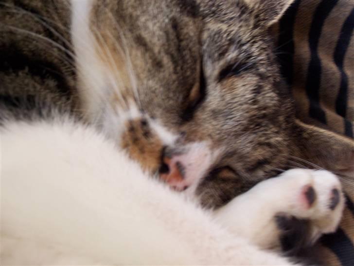 Blanding af racer Tuttie (Doven :P) billede 9