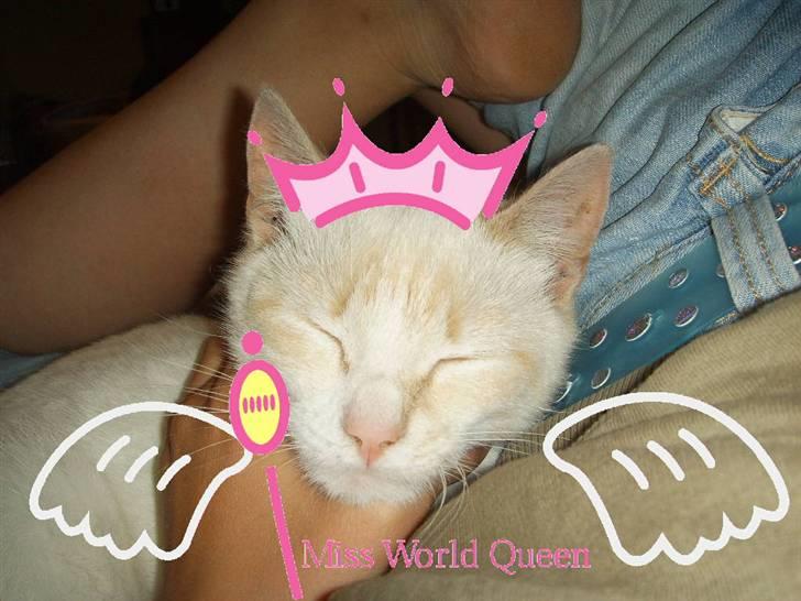 Blanding af racer Mirakolix billede 8