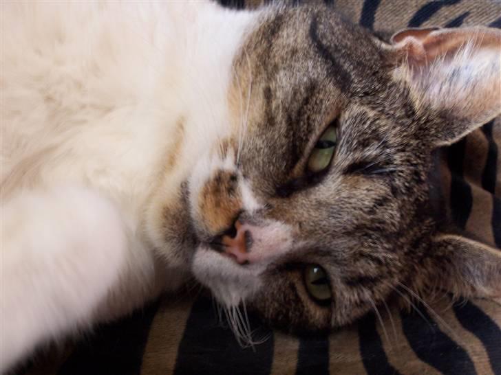 Blanding af racer Tuttie (Doven :P) billede 10