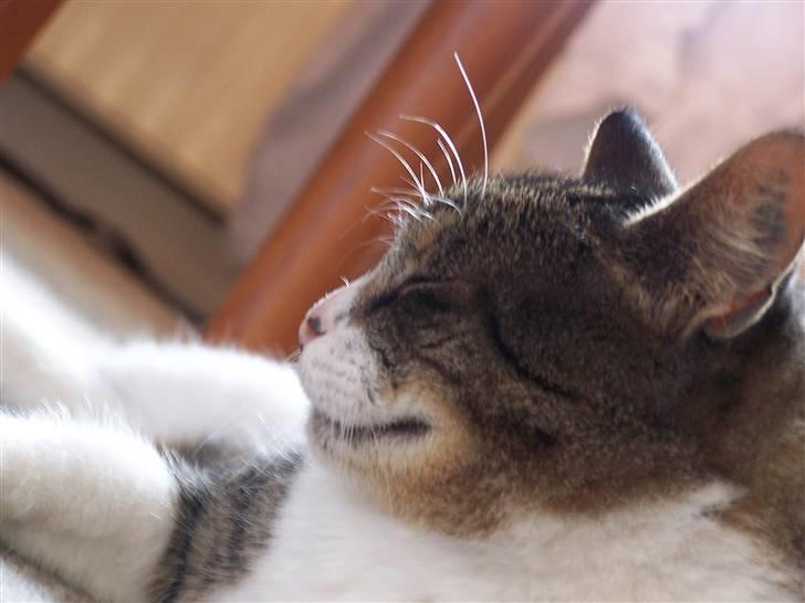 Blanding af racer Tuttie (Doven :P) billede 11