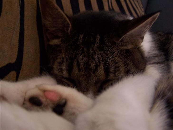 Blanding af racer Tuttie (Doven :P) billede 12