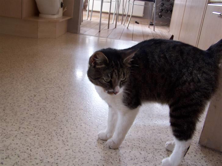 Blanding af racer Tuttie (Doven :P) billede 13