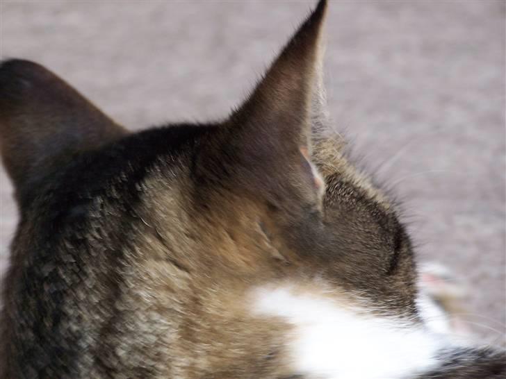 Blanding af racer Tuttie (Doven :P) billede 14