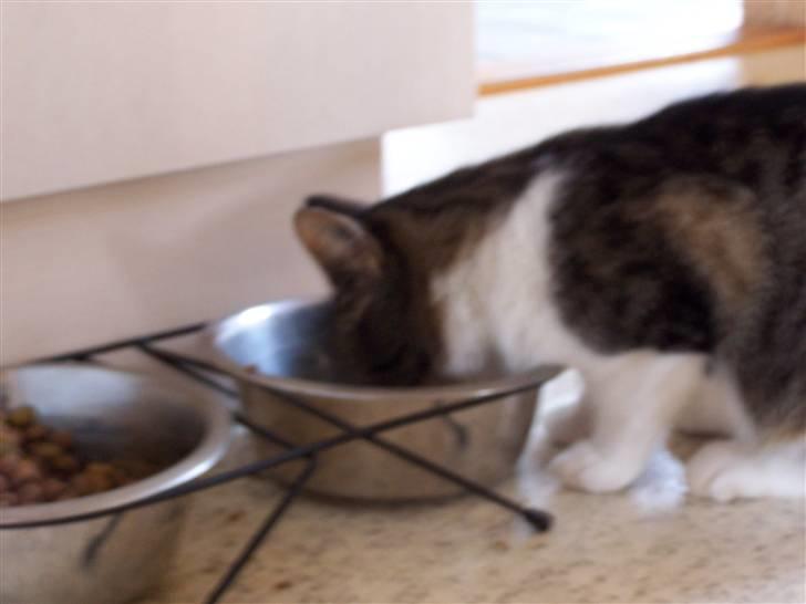 Blanding af racer Tuttie (Doven :P) - MAD!<3 billede 15