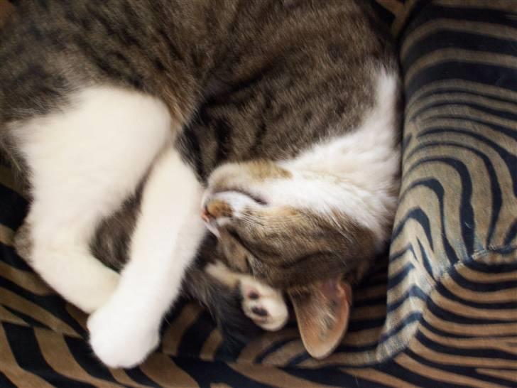 Blanding af racer Tuttie (Doven :P) - Rullepølse :) billede 16