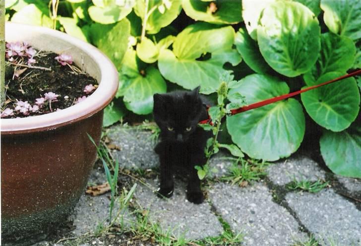 Huskat Zenia billede 1