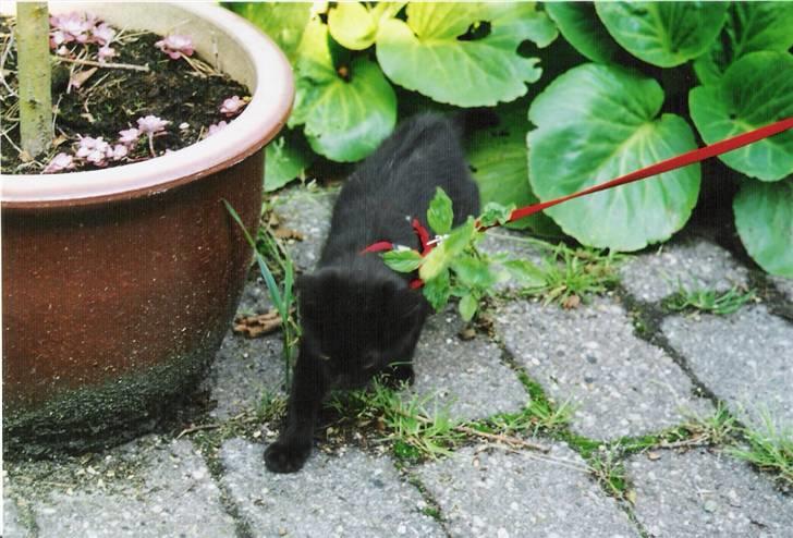 Huskat Zenia billede 2