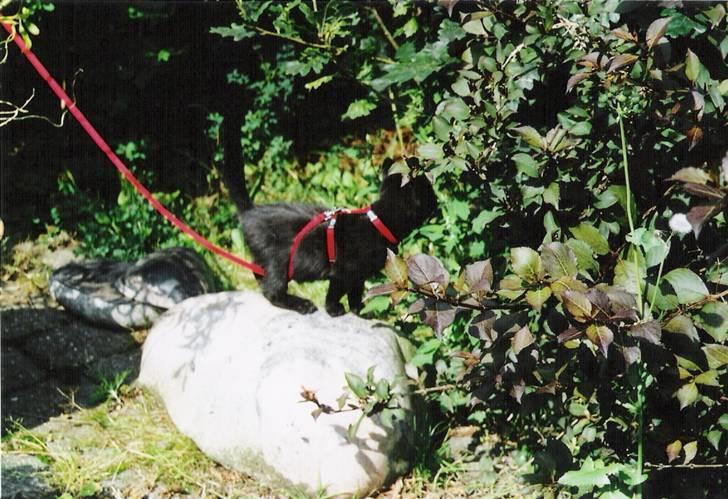 Huskat Zenia billede 3