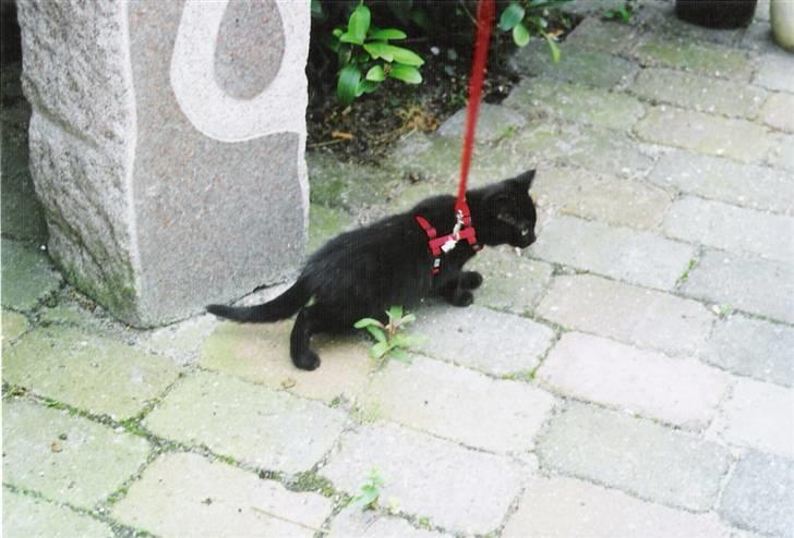 Huskat Zenia billede 4