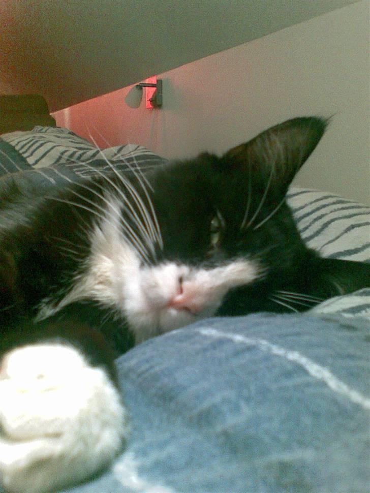 Huskat GANGSTAR. - Zzzz billede 1