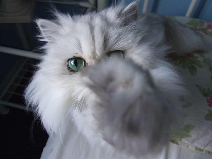 Perser Gizmo billede 14