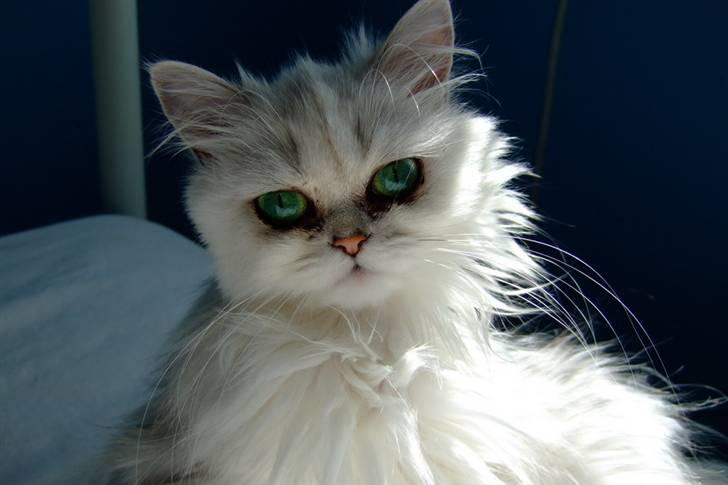 Perser Gizmo billede 15