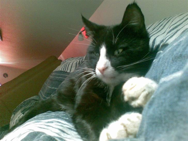 Huskat GANGSTAR. - Gó morgen Gangstar billede 2