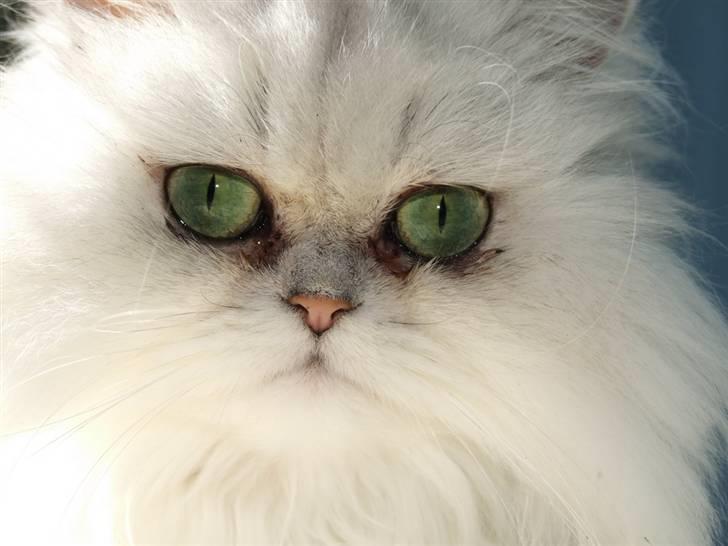 Perser Gizmo billede 16