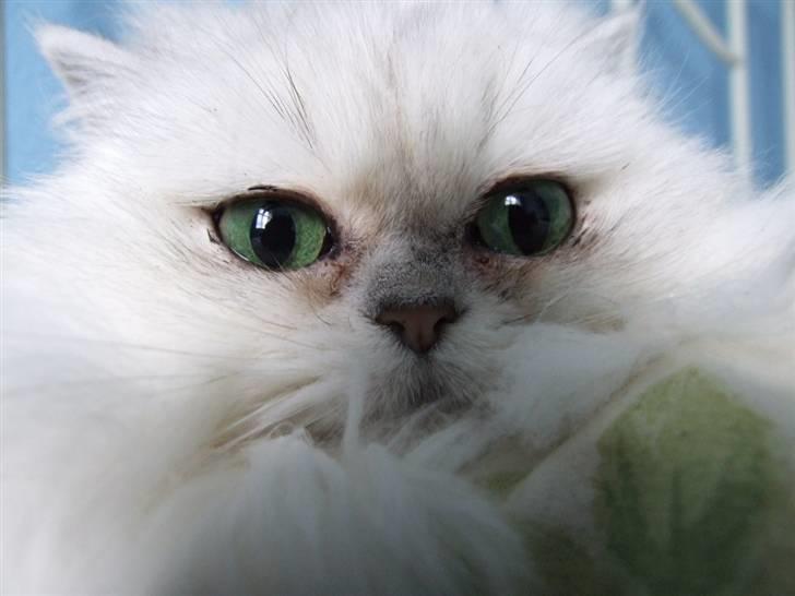 Perser Gizmo - Hallo hvad er det der for en dims billede 17