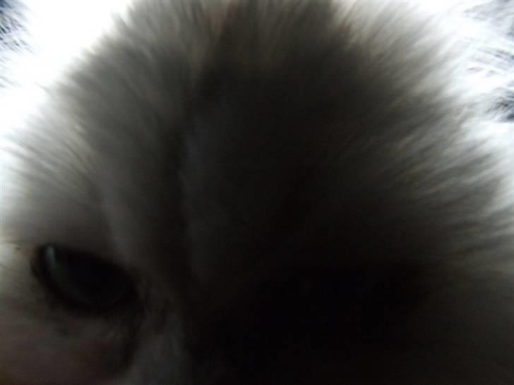 Perser Gizmo - Hallooooo :) billede 18