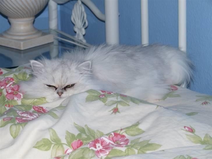 Perser Gizmo billede 19