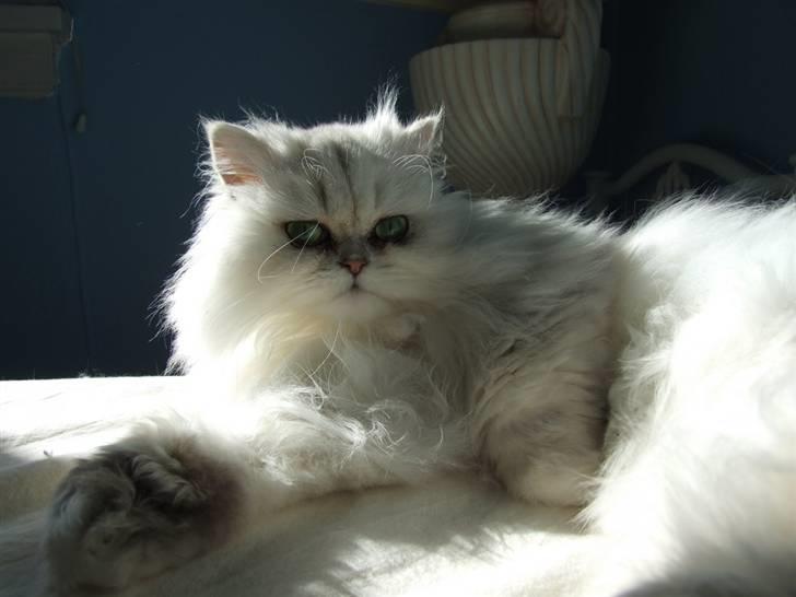 Perser Gizmo billede 20