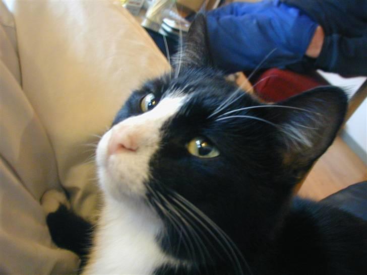 Huskat GANGSTAR. - Grr** du har vækket mig.. billede 3