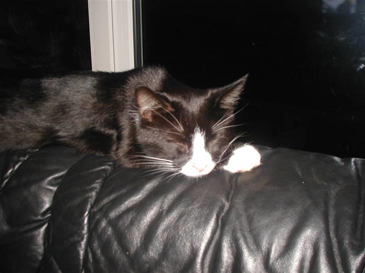 Huskat GANGSTAR. - Zzzz billede 4